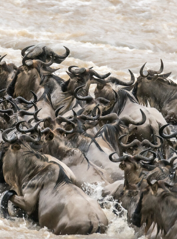 Great Wildebeest Migration